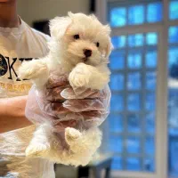 سگ مالتیز عروسکی خالص