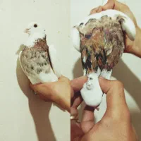 کبوتر طوقی. دمسفید