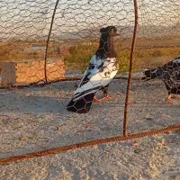 یه چخ کفتر فروشی