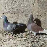 کبوتر مسافتی