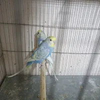 مرغ عشق رینبو|پرنده|قم, نخودی|دیوار