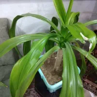 گل سوسن|گل و گیاه طبیعی|یزد, |دیوار