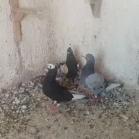 کفتر نر