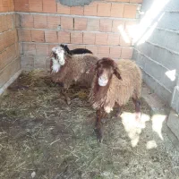 ۳عدد بره ماده