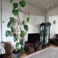 گل برگ انجیلی