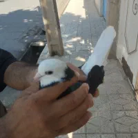کبوتر غریب