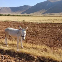 کره نر خر پنج ماهه