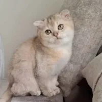 گربه بریتیش اصیل