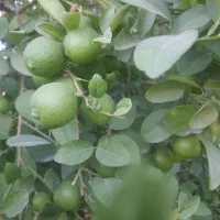 درخت لیمو ترش محلی