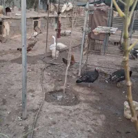 غاز اورک بوقلمون معاوضه مرغ .برشیری. بزغاله|حیوانات مزرعه|خاوران, |دیوار