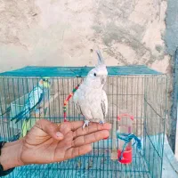 معاوضه با کفتر|پرنده|کردیان, |دیوار