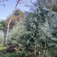 فروش نهال سدروس