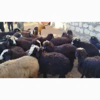 گوسفند|حیوانات مزرعه|نالوس, |دیوار