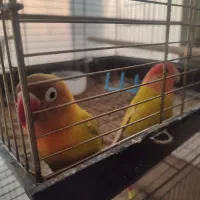 طوطی برزیلی