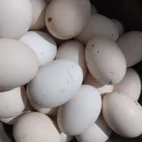 تخم مرغ|پرنده|گهواره, |دیوار