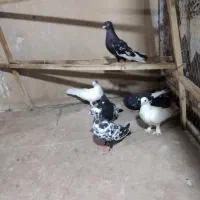 کفتر یاهو|پرنده|قم, گلزار|دیوار