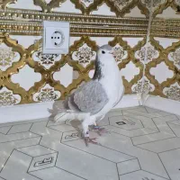 کبوتر بدرنگ .دمگیر