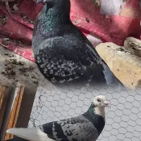 یه جفت شامی