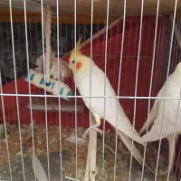 جفت عروس هلندی لوتینو