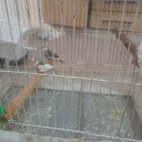 فنچ مولد واقعی با تخم و جوجه|پرنده|خرم‌آباد, |دیوار