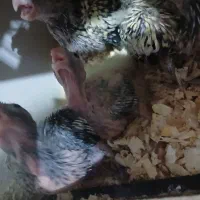 جوجه عروس هلندی سرلاکی|پرنده|مشکیندشت, |دیوار