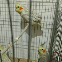 تعدادی عروس هلندی