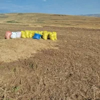 کاه عدس