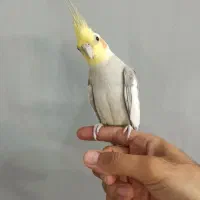 عروس هلندی نر رام و سخنگو