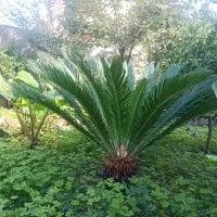 گل سیکاس