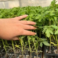 نشا توت فرنگی و کاهو و کلم رسید|خدمات باغبانی و درختکاری|رامشیر, |دیوار