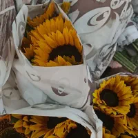 گل افتاب گردان شاخه بریده گل افتاب گردون گل رز|گل و گیاه طبیعی|تهران, شکوفه (عبدل آباد)|دیوار