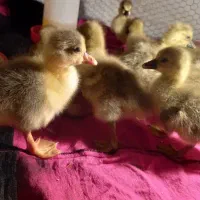 جوجه غاز دورگه ۲.۳روزه