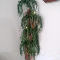 درختچه مصنوعی|گل مصنوعی|اهواز, کوی باهنر|دیوار