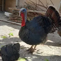 بوقلمون برنز نروماده اصل محلی جهرم