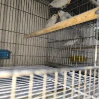 جوجه کوتوله چشم قرمز