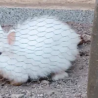 خرگوش جرسی بالغ ۴ ماهه