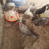 تعدادی خروس لهستانی زیبا فروشی