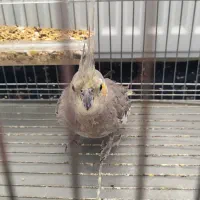 عروس هلندی و مرغ عشق