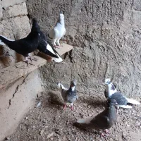 کبوتر 6عدد|پرنده|اهواز, بهارستان|دیوار