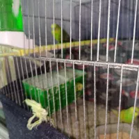 مرغ عشق با یه جوجه و چهارتا تخم