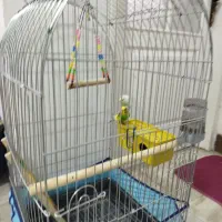 مرغ عشق|پرنده|میناب, |دیوار