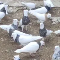 کبوتر طوقی|پرنده|کرمانشاه, |دیوار