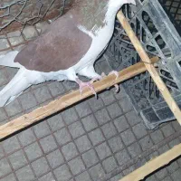 4عددکبوتر فروشی