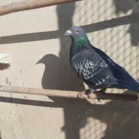 کبوتر پلاکی،مسافتی|پرنده|پاکدشت, پاکدشت (مامازند)|دیوار