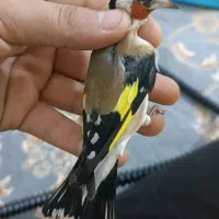 سهره هایه قدار و نمونه|پرنده|اردبیل, |دیوار