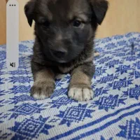 سگ ژرمن نگهبان رایگان رایگان