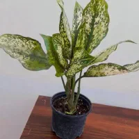 گل دیفن باخیا|گل و گیاه طبیعی|زابل, |دیوار