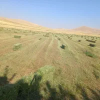 خریداریونجه|خدمات باغبانی و درختکاری|کرمانشاه, |دیوار