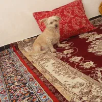 سگ شیتزو