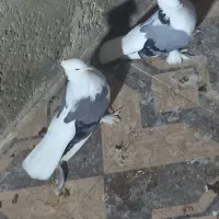 سوز شور